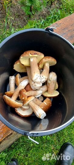 Грибы лисички свежие, белые свежие