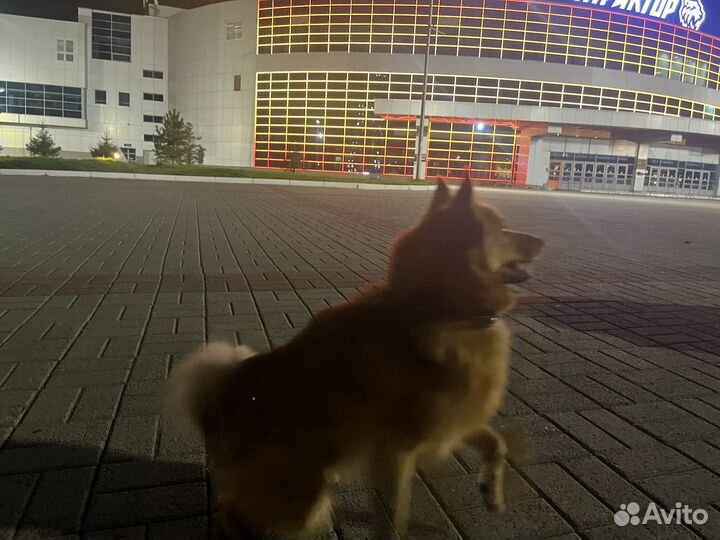 Карело-финская лайка