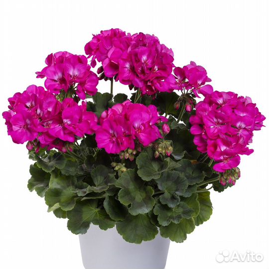 Пеларгонии сортовые - компакты и mini