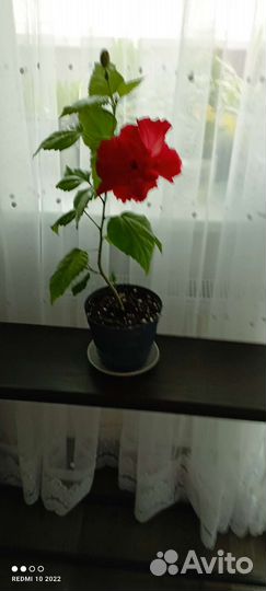 Гибискус китайская роза