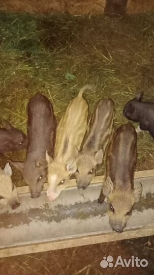 Вьетнамские поросята