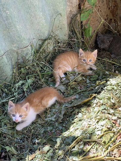 Котята в добрые руки