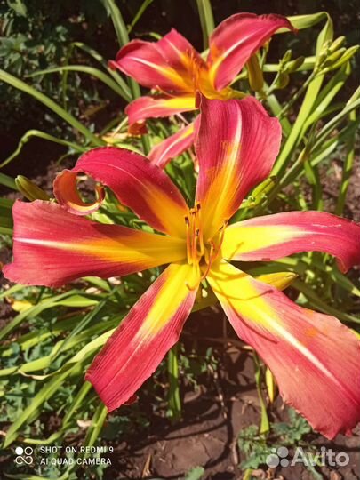 Лилейник сортовой