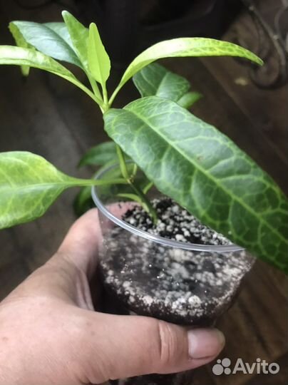 Сетчатый (Pseuderanthemum reticulatum)