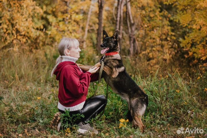 Стерилизованная собака Ульяна
