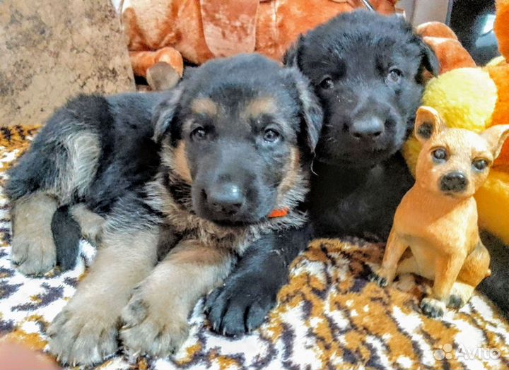 Щенки немецкой овчарки. Черные и чепрачные