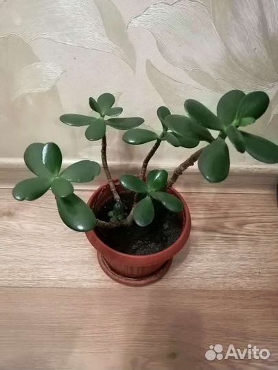 Денежное дерево