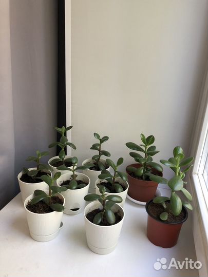 Комнатные растения