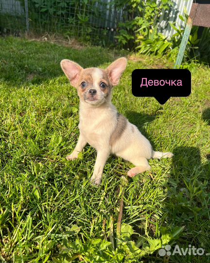 Чихуахуа щенки