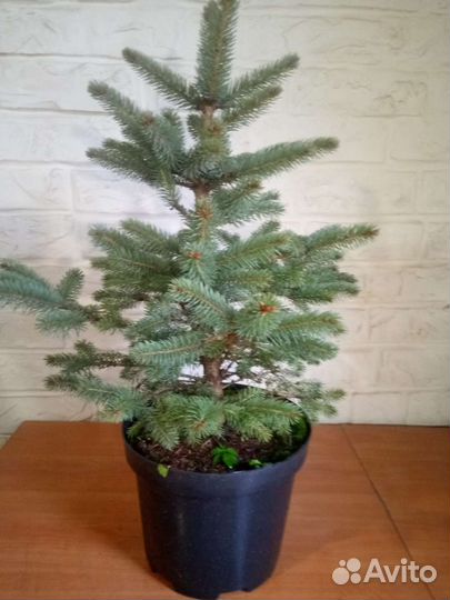 Ель голубая новогодняя