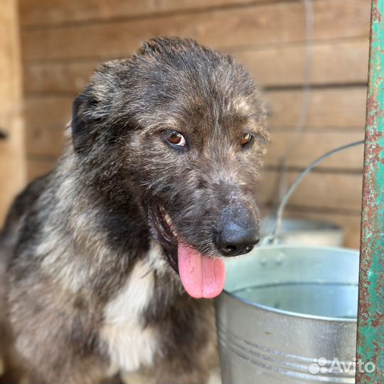 Самый ласковый пёсик пропадает в приюте