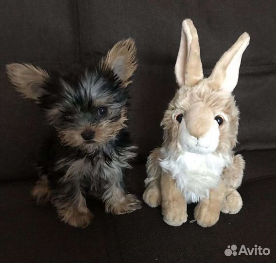 Йоркширский терьер