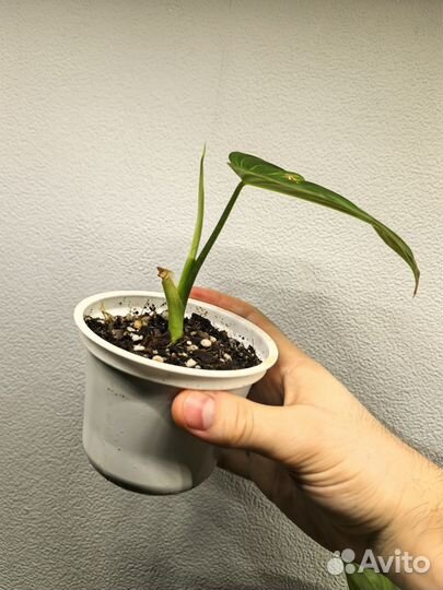 Филодендрон Глориус