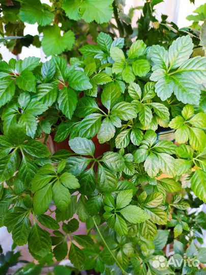 Циссус Стриата