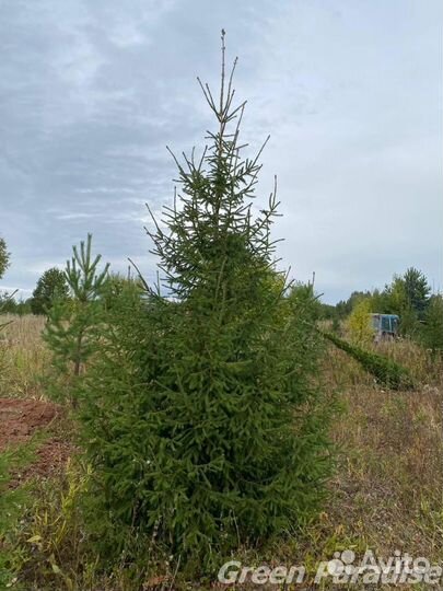 Ель обыкновенная