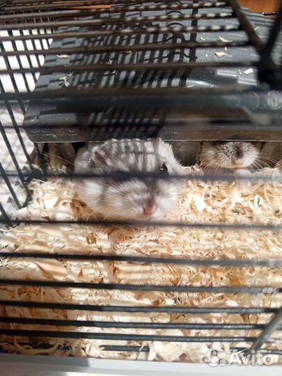 Джунгарский хомяк с клеткой