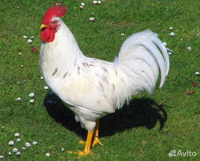 Петухи леггорн
