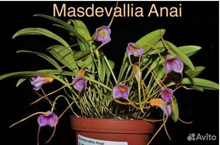 Орхидеи Masdevallia 2