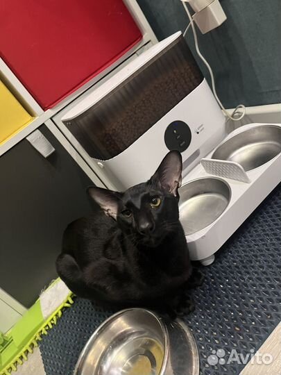 Ориентальные котята