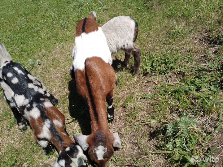 Нубийские козлята