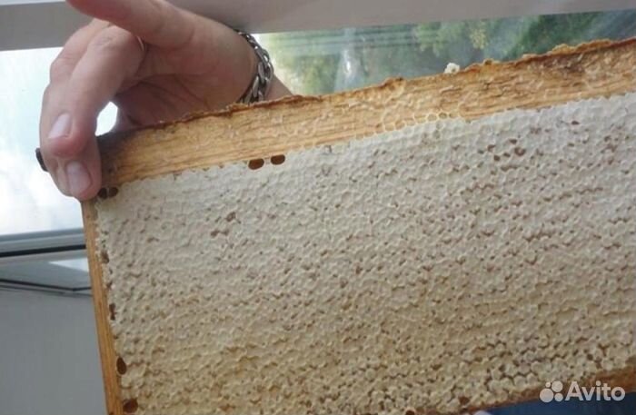 Мед натуральный с Алтая опт от 16кг