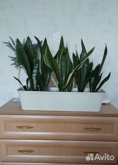 Сансевиерия