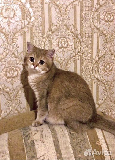 Золотая шиншилла в добрые руки