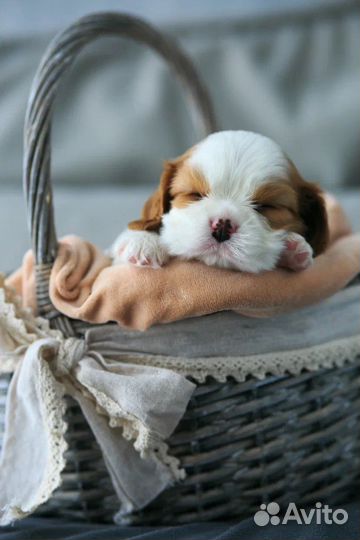 Кавалер кинг чарльз спаниель щенок девочка