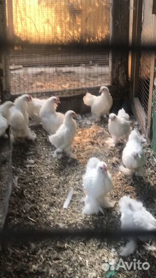 Цыплята карликового кохинхина