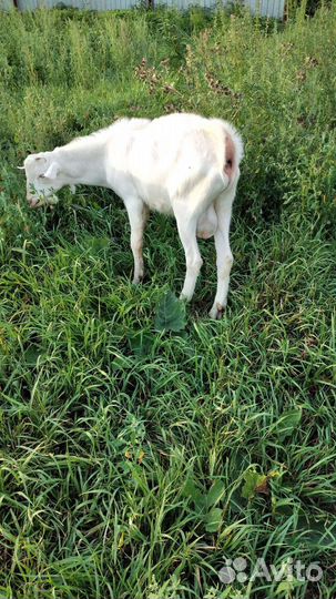 Козел на племя