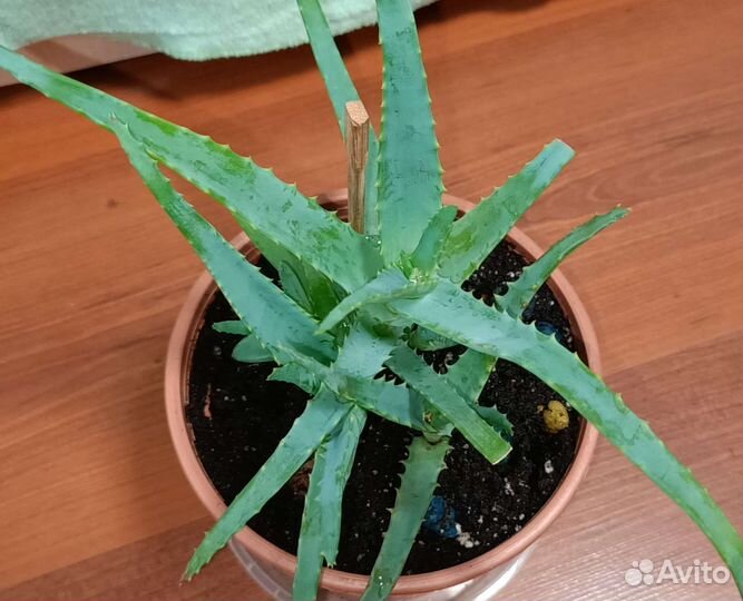 Алое (Турция) лечебный