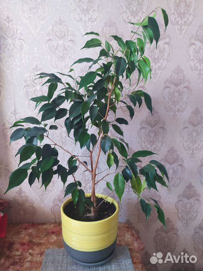 Фикус бенджамина