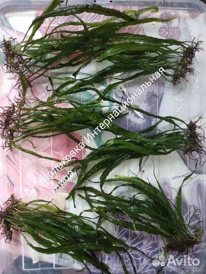 Аквариумные Растения. Доставка