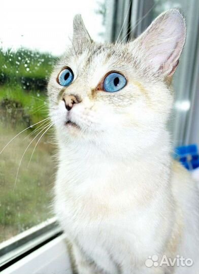 Британка в добрые руки