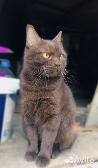 Кошка в добрые руки