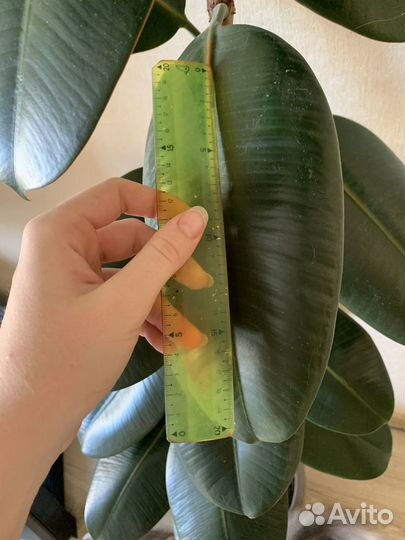 Фикус каучуконосный большой