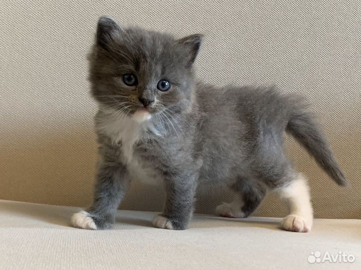 Котята пушистые серый и др от британской кошки