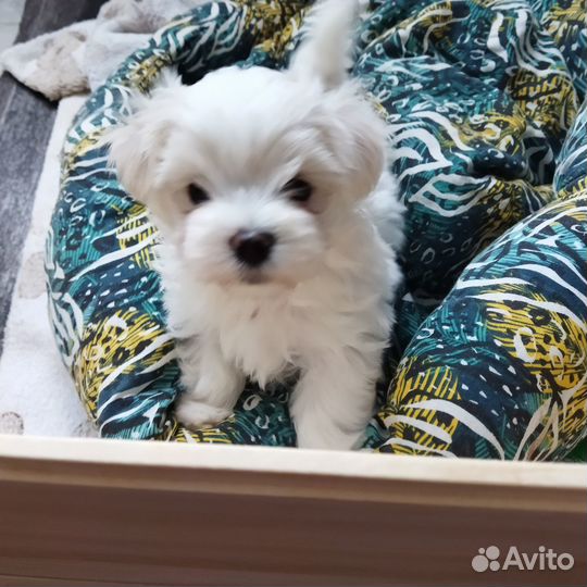 Мальтийская болонка