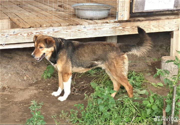 Собака Граф в добрые руки