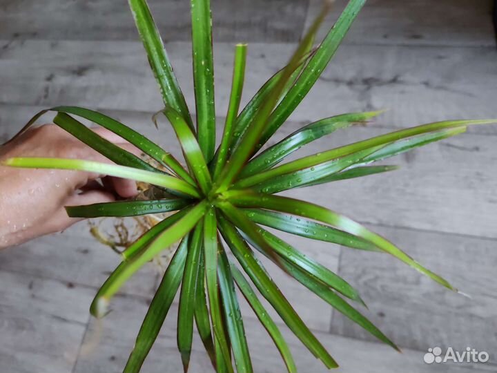 Пальма драцена