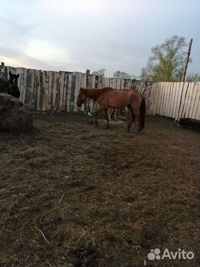 Лошадь жеребая