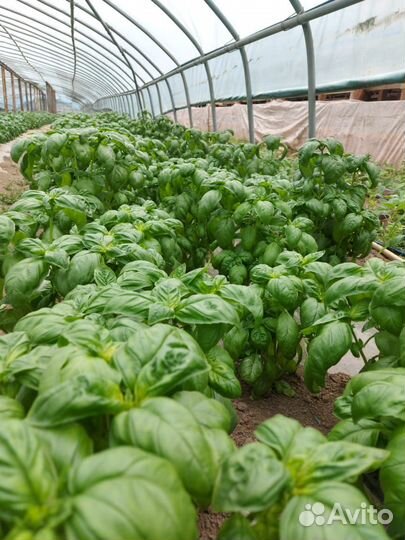 Свежая зелень, Базилик, Мята, Мелисса, Лук зеленый