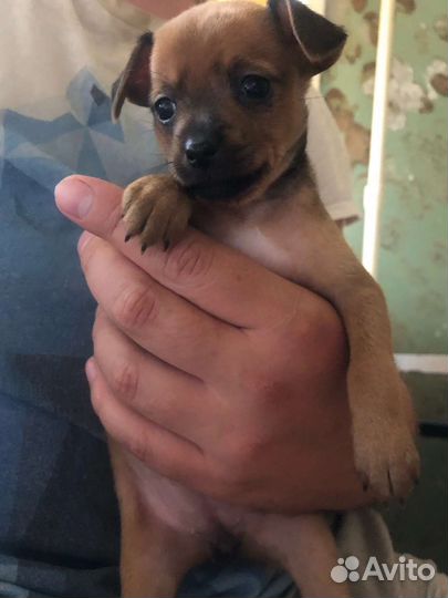 Собаки щенки маленькой породы