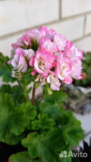 Герань тюльпановидная