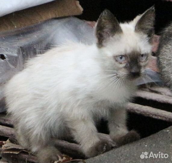 Кошка и три больных котенка