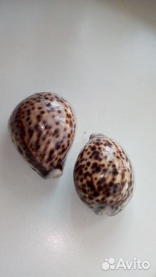 Ракушки Каури Тигровые