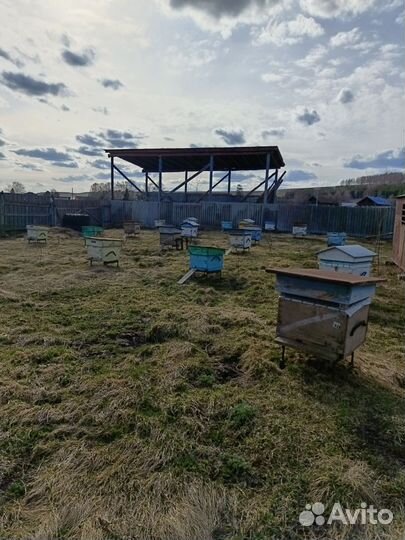 Продам пчел с ульями