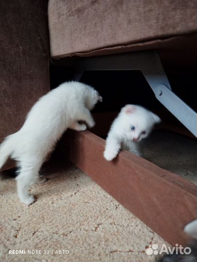 Британские котята
