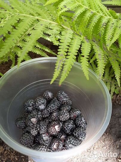 Ежемалина саженцы