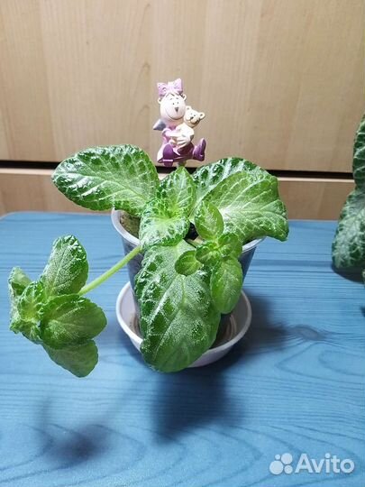 Эписция жёлтая